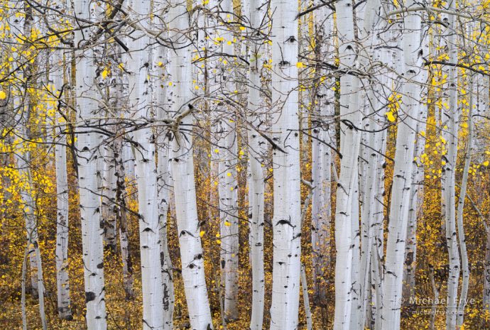 Yellow and gold, Colorado, USA