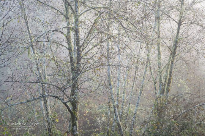 Alders in fog, Oregon, USA