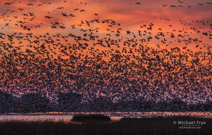 Snow geese at sunrise, Sacramento Valley, CA, USA