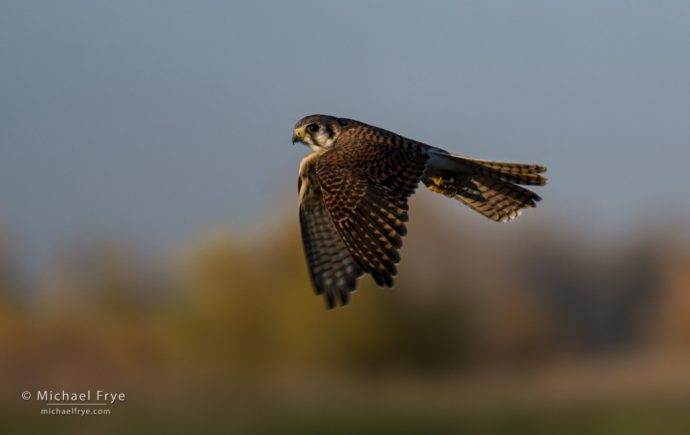 American kestrel, San Joaquin Valley, CA, USA