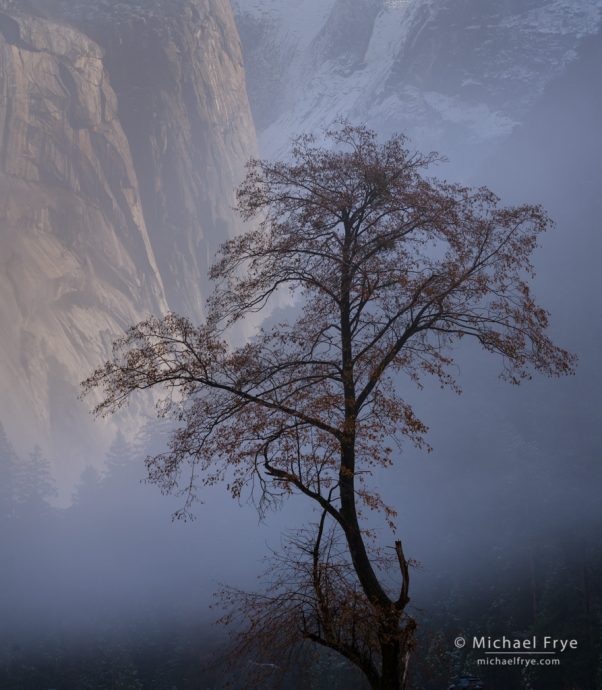 Tree and fog with the Royal Arches,  Yosemite NP, CA, USA