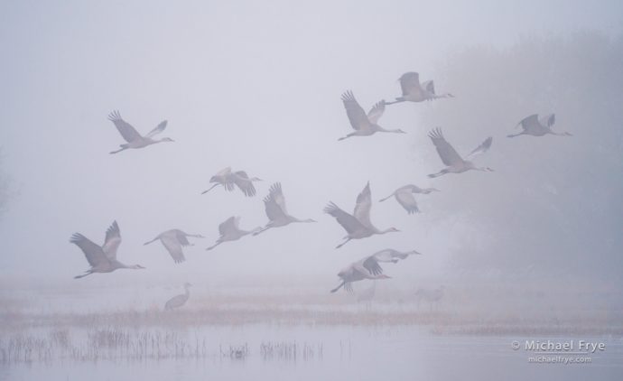 Sandhill cranes taking flight, San Joaquin Valley, CA, USA