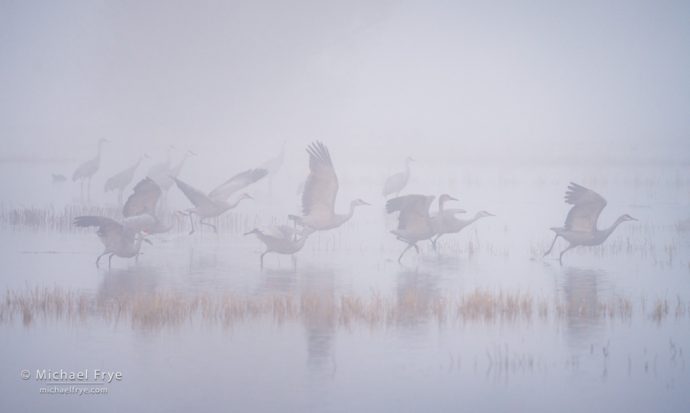 Sandhill crane takeoff, San Joaquin Valley, CA, USA