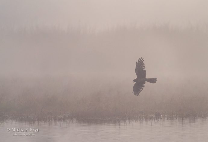 Northern harrier flying over a marsh in the fog, San Joaquin Valley, CA, USA