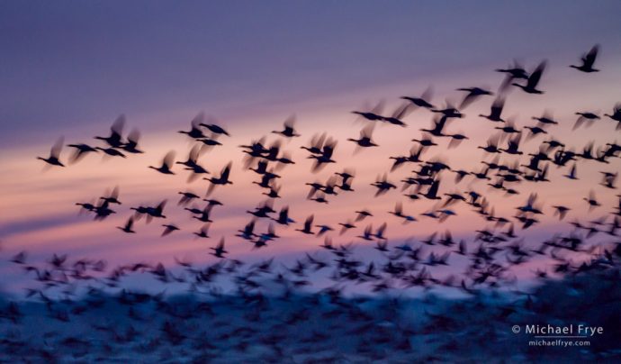 Aleutian cackling geese at sunset, San Joaquin Valley, CA, USA