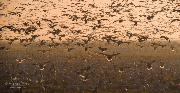 Geese landing, San Joaquin Valley, CA, USA