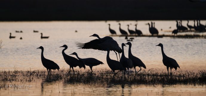 Sandhill cranes, sunrise, San Joaquin Valley, CA, USA