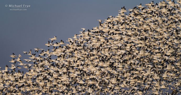 Snow geese in formation, San Joaquin Valley, CA, USA