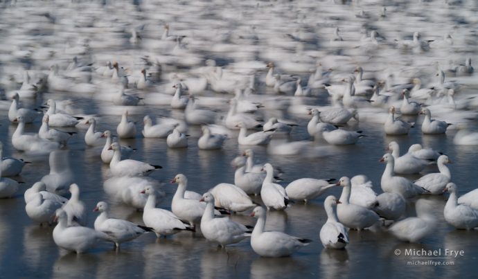 Ross's geese, San Joaquin Valley, CA, USA