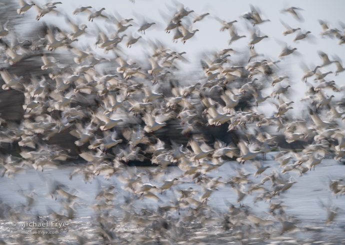 Ross's geese taking flight, San Joaquin Valley, CA, USA