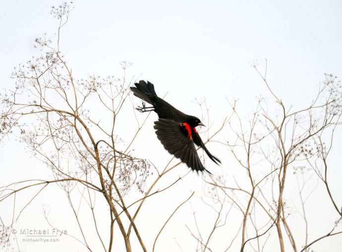 Red-winged blackbird, San Joaquin Valley, CA, USA