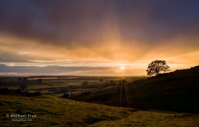 Oak and grasslands at sunset, Sierra Nevada foothills, CA, USA