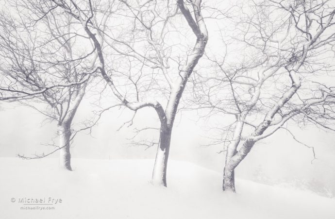 Snowy oaks, Mariposa County, CA, USA