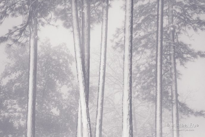 Snow-covered pines, Mariposa County, CA, USA