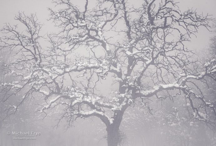 Oak in fog, Mariposa County, CA, USA