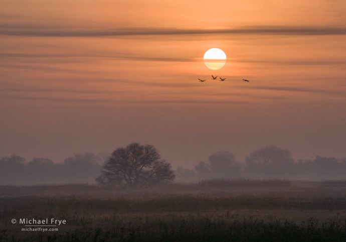 Sandhill cranes at sunrise, San Joaquin Valley, CA, USA