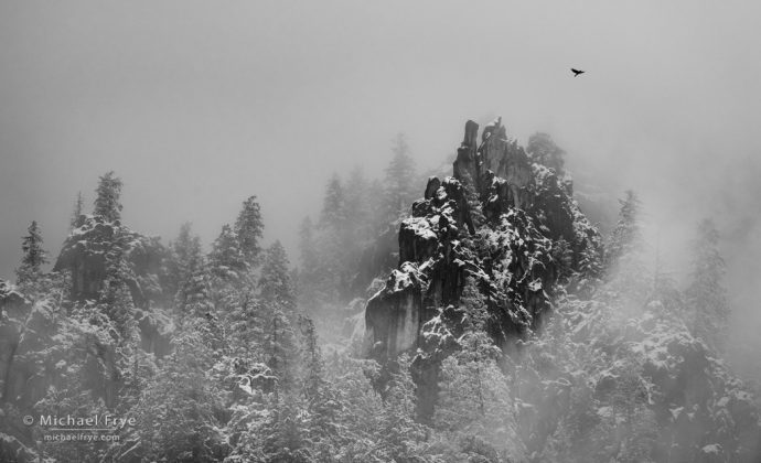 Raven, trees, and crags, Yosemite NP, CA, USA