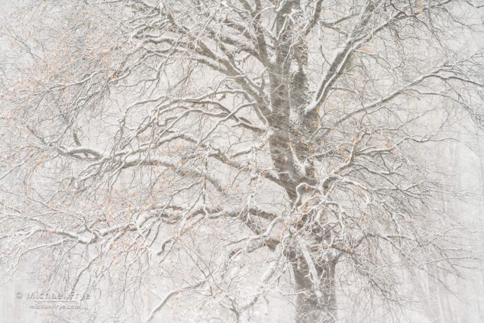 Oak in a snowstorm, Yosemite NP, CA, USA