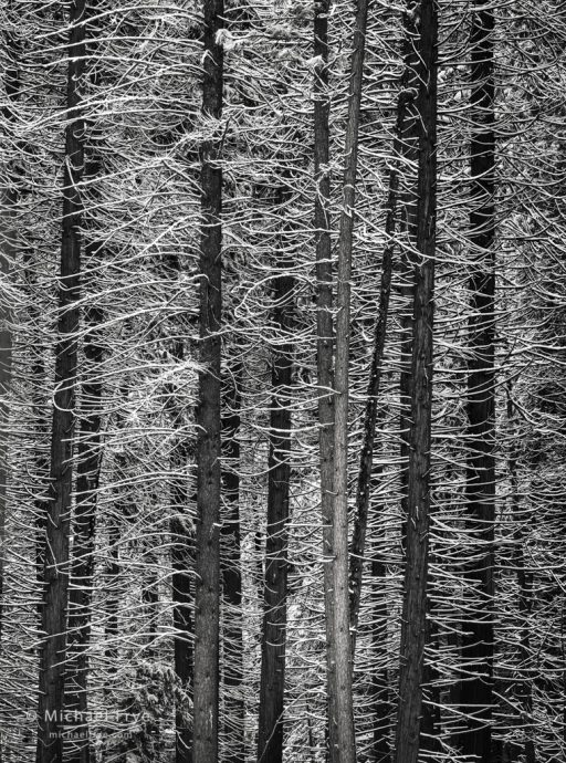 Snow-covered branches, Yosemite NP, CA, USA