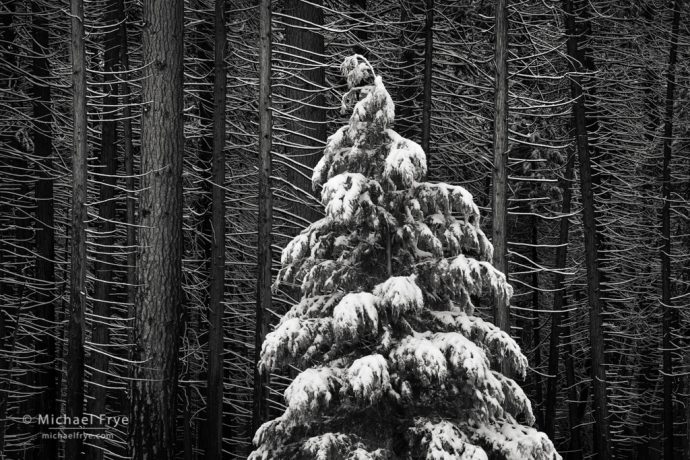 Young incense cedar among old incense cedars and ponderosa pines, Yosemite NP, CA, USA