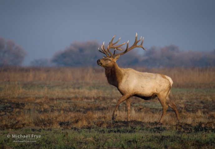 Tule elk bull, San Joaquin Valley, CA, USA