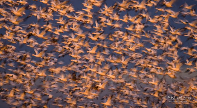 Snow geese and Ross's geese lit by the setting sun, San Joaquin Valley, CA, USA