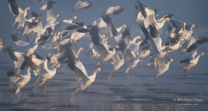 Snow geese taking flight, San Joaquin Valley, CA, USA