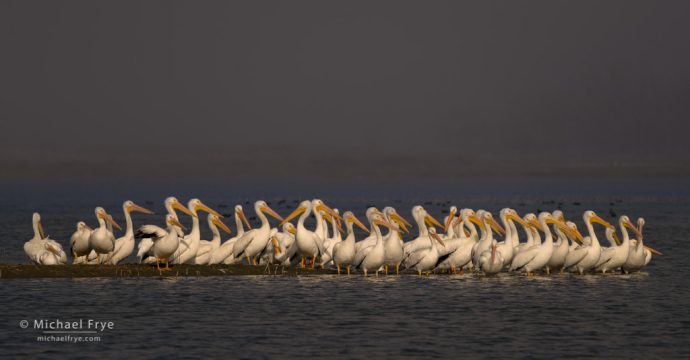 White pelicans, San Joaquin Valley, CA, USA