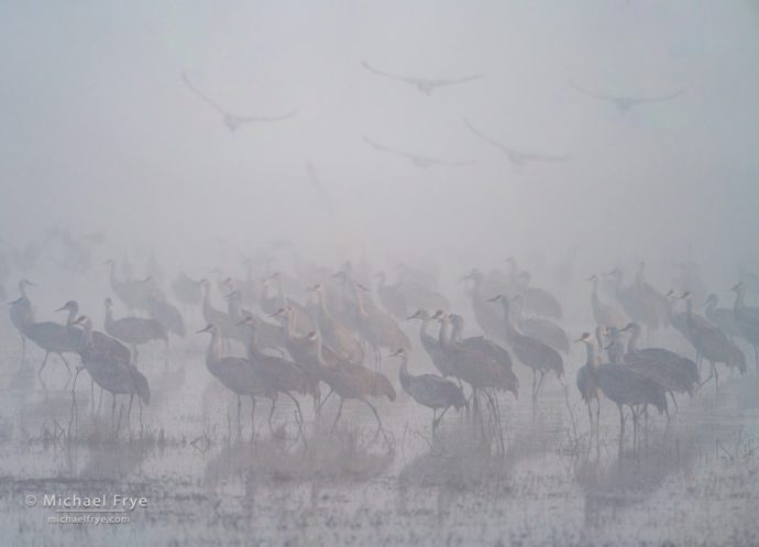 Sandhill cranes in fog, San Joaquin Valley, CA, USA