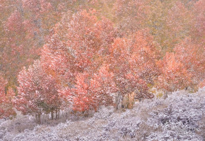 Aspens and sagebrush in snow, Toiyabe NF, CA, USA