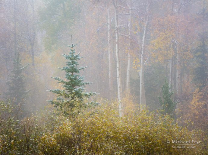 Foggy autumn scene, Pike-Isabel NF, CO, USA