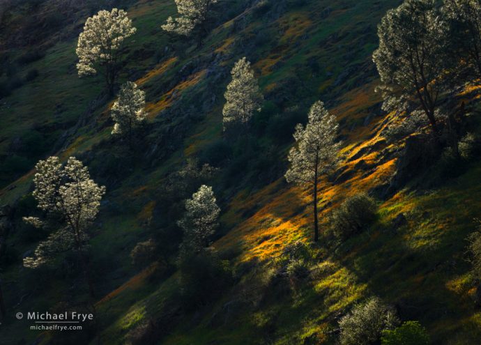 Poppies and foothill pines, Sierra Nevada, CA, USA