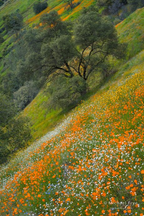 Flowers and oaks, Sierra Nevada foothills, CA, USA