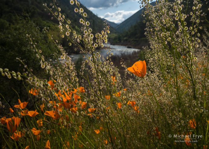 Poppies and the Merced River, Sierra Nevada foothills, CA, USA