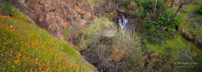 Wildflowers and waterfall in a foothill canyon, Sierra Nevada, CA, USA