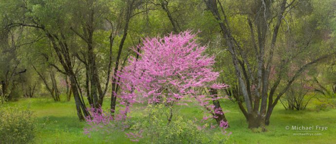 Redbud and oaks, Sierra Nevada foothills, CA, USA