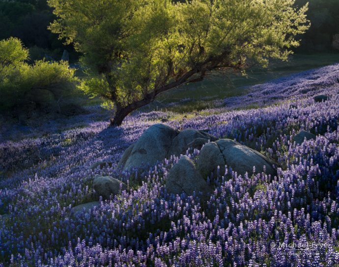 Lupines and willow, Sierra Nevada foothills, CA, USA