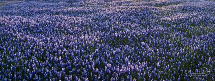 Lupine panorama, Sierra Nevada foothills, CA, USA