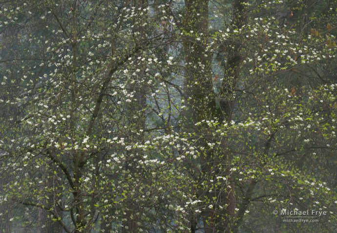 Misty dogwood, Yosemite NP, CA, USA