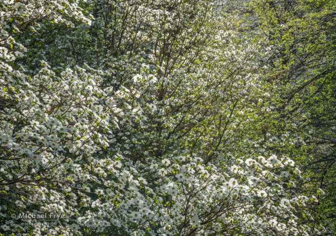 Spring dogwoods, Yosemite NP, CA, USA