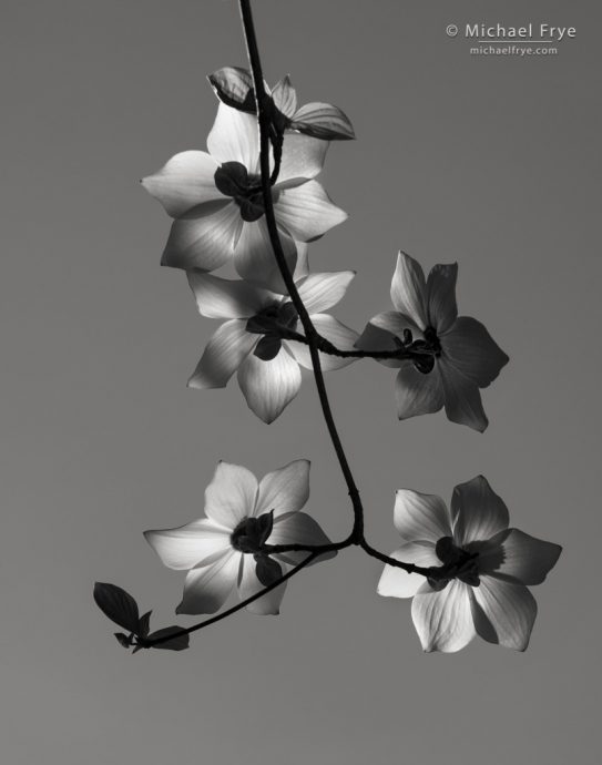 Light and shadows on dogwood blossoms, Yosemite NP, CA, USA