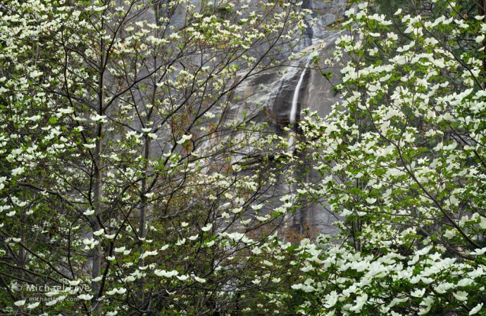 Dogwoods and waterfall, Yosemite NP, CA, USA