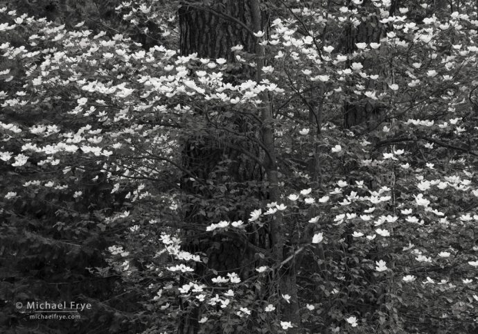 Dogwoods and pines, Yosemite NP, CA, USA