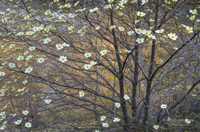 Dogwood above the Merced River, Yosemite NP, CA, USA