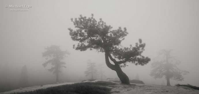Jeffrey pines in fog, Yosemite NP, CA, USA