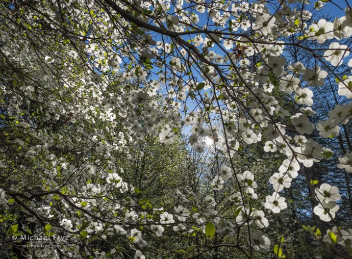 Sunlit dogwoods, Yosemite NP, CA, USA