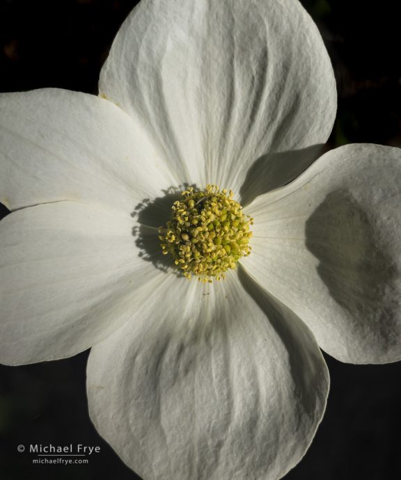 Dogwood blossom, Yosemite NP, CA, USA