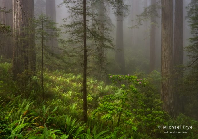 Redwoods, ferns, and rhododendrons near the northern California coast, USA