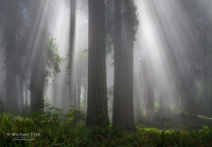 Redwoods and sunbeams, northern California, USA