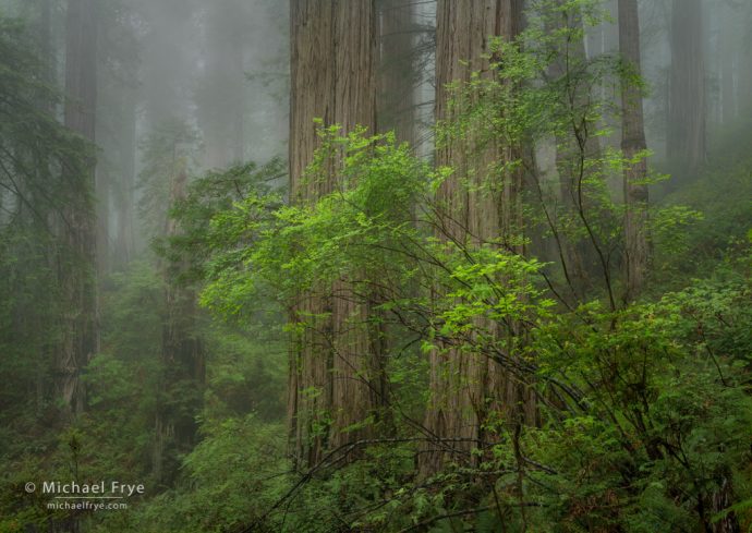 Redwood forest in fog, northern California, USA
